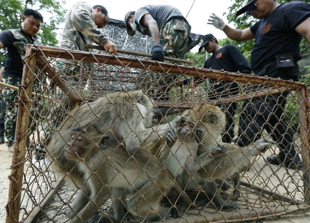 حمله میمون ها به گردشگران تور تایلند