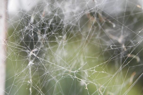تقلید از پای عنکبوت برای فراوری ساختارهای نچسب