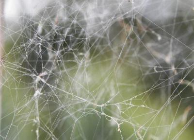 تقلید از پای عنکبوت برای فراوری ساختارهای نچسب