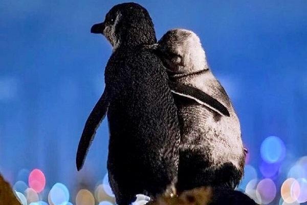 پنگوئن هایی که جهانی شدند پنگوئن هایی که جهانی شدند