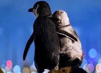 پنگوئن هایی که جهانی شدند