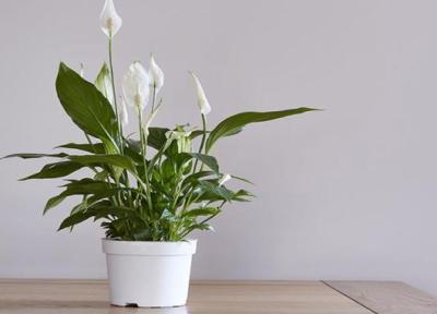 راهنمای کامل نگهداری و تکثیر گل چمچه ای (اسپاتیفیلوم) در خانه