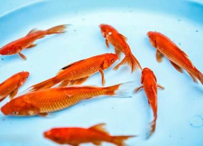 ماهی قرمز ها را در آب های آزاد رها نکنید